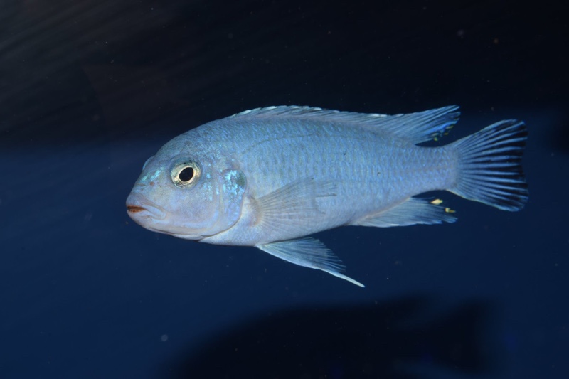 Chindongo socolofi 'Mara Rocks'